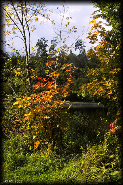 photo "Autumn Gold" tags: nature, landscape, autumn, flowers