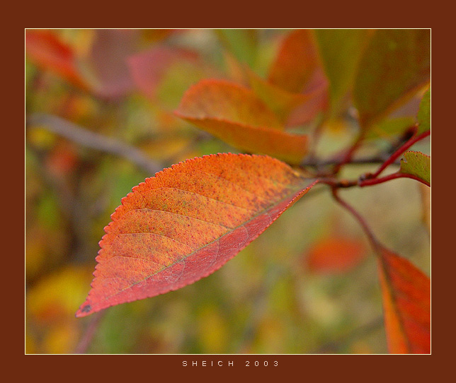 photo "Sweet autumn colours #1" tags: macro and close-up, landscape, autumn