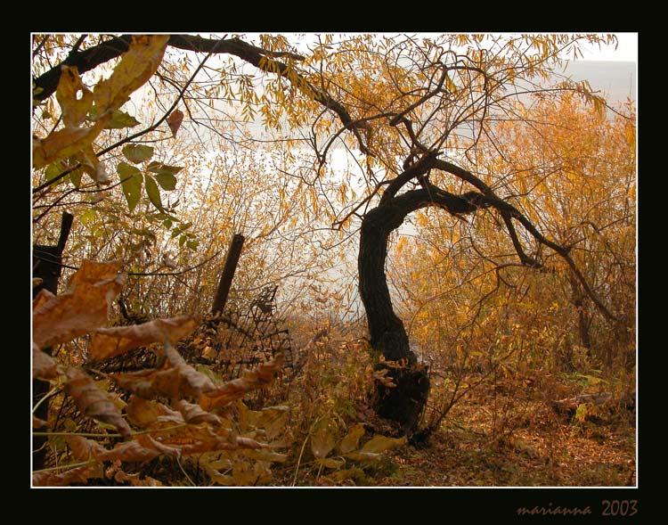 photo "_#_" tags: misc., landscape, autumn