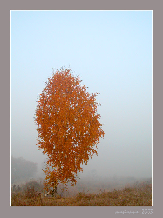 photo "red birch" tags: misc., landscape, autumn