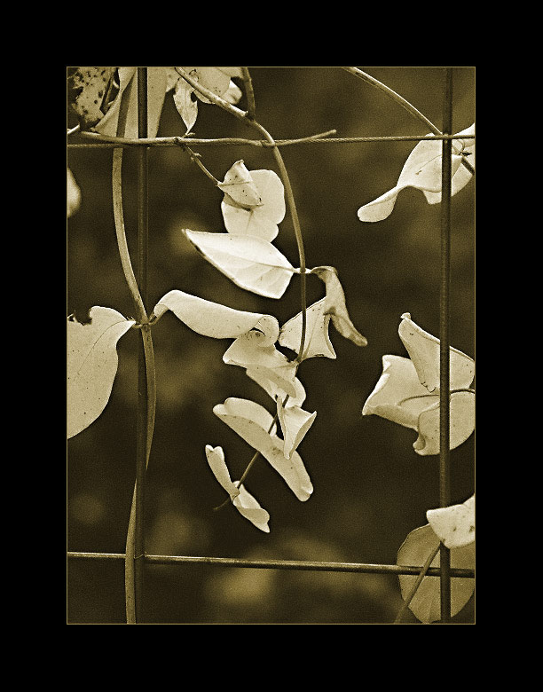фото "Осенняя меланхолия" метки: природа, макро и крупный план, цветы