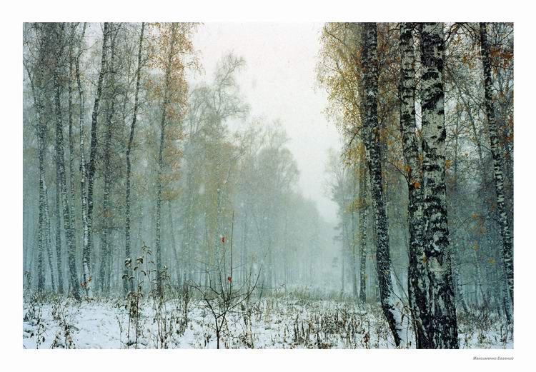 фото "Зимний Лес 20112003" метки: пейзаж, лес