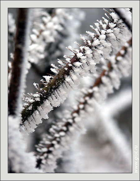 photo "Frost" tags: misc., 