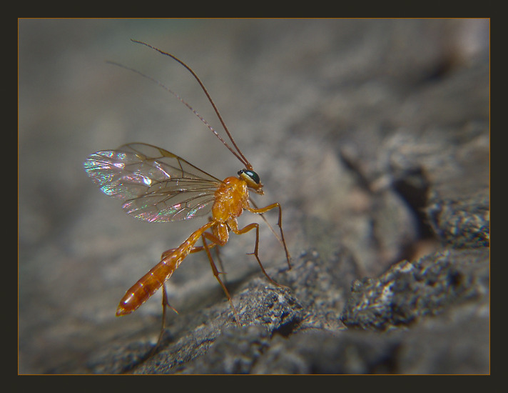 photo "Komariki - insects small" tags: macro and close-up, nature, insect