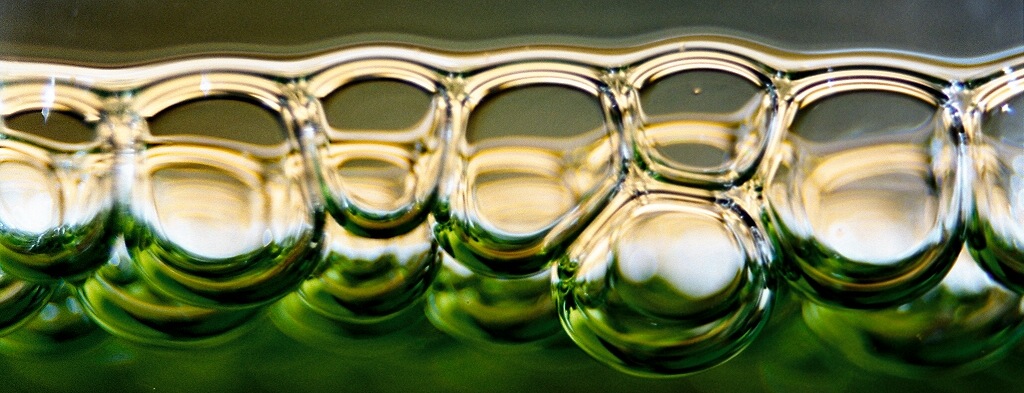 photo "bubbles" tags: macro and close-up, nature, 