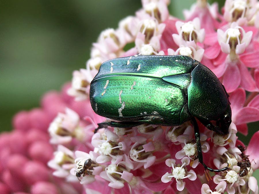 photo "bronze beetle" tags: nature, flowers