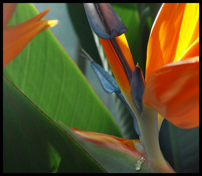 photo "...about a drop" tags: macro and close-up, nature, flowers