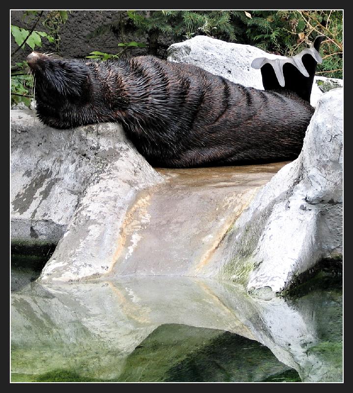 photo "And after a holiday - rest and a bath." tags: genre, nature, wild animals