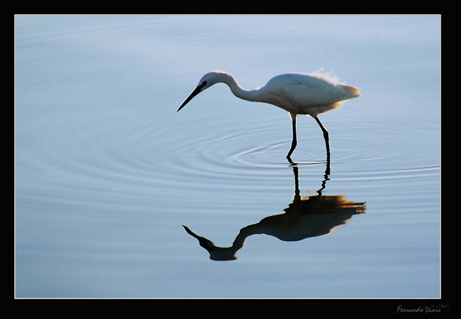 фото "Fishing" метки: природа, дикие животные