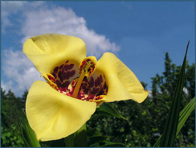 photo "Tigridia" tags: macro and close-up, nature, flowers