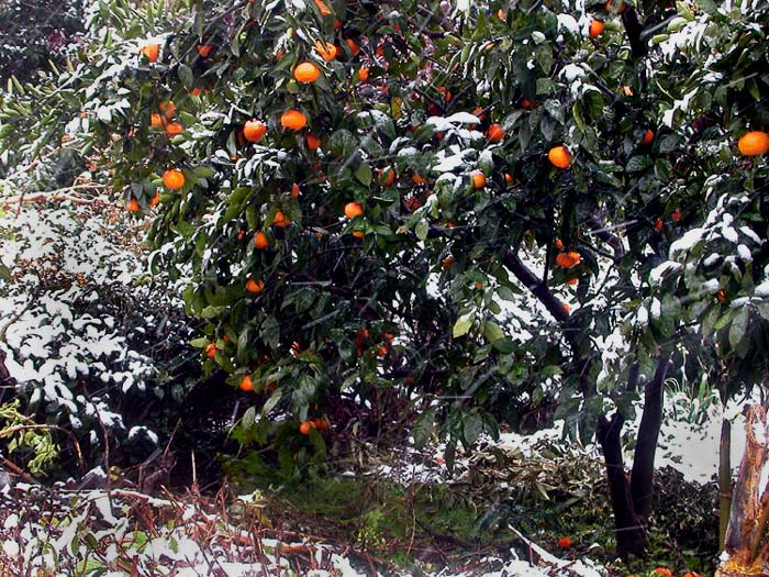 фото "Winter Oranges" метки: природа, пейзаж, зима, цветы