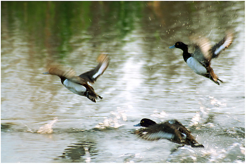 photo "Flight" tags: nature, landscape, water, wild animals