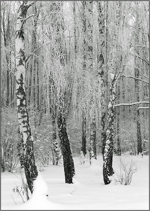 фото "*****" метки: пейзаж, зима, лес