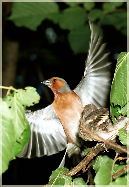 photo "Bodyguard" tags: nature, wild animals