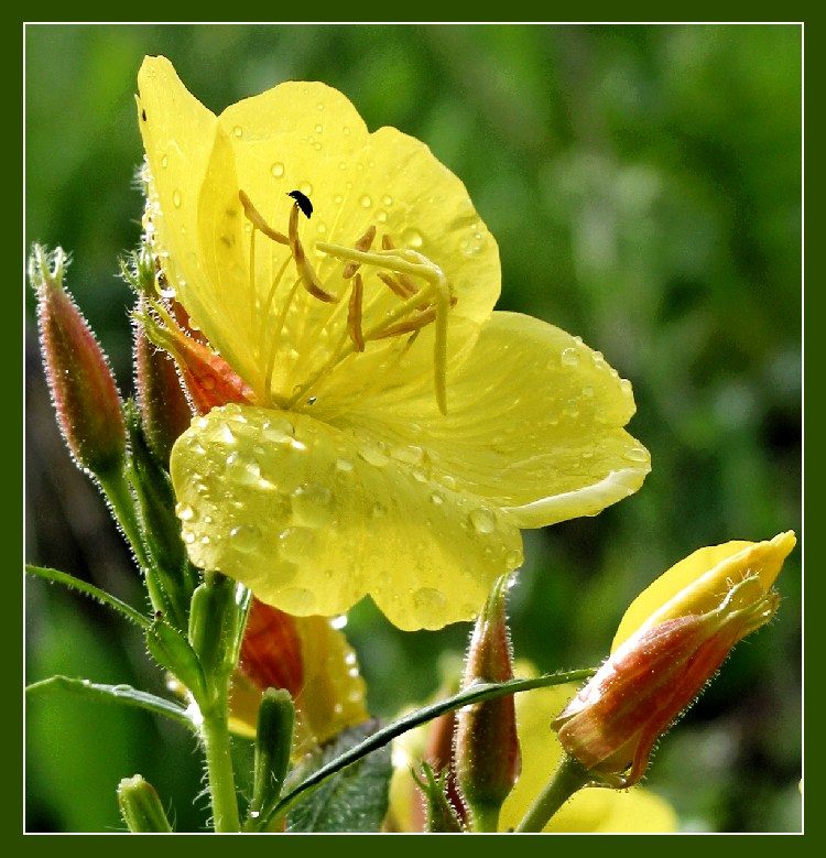 photo "Declaration of love" tags: macro and close-up, genre, 