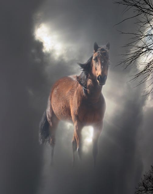 photo "From the Light" tags: montage, nature, pets/farm animals