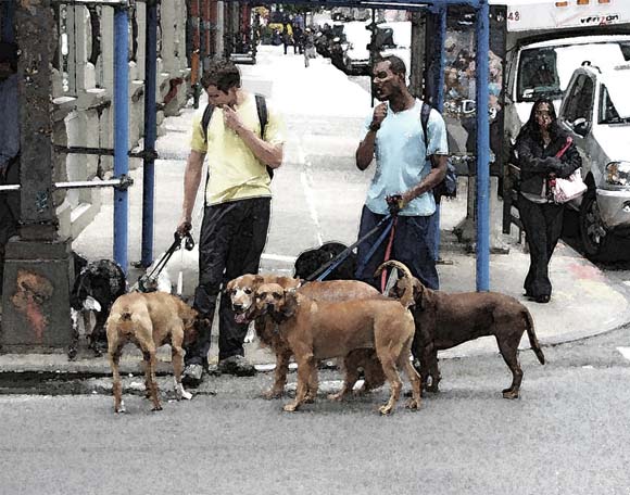 photo "Dog Walkers" tags: nature, travel, North America, pets/farm animals