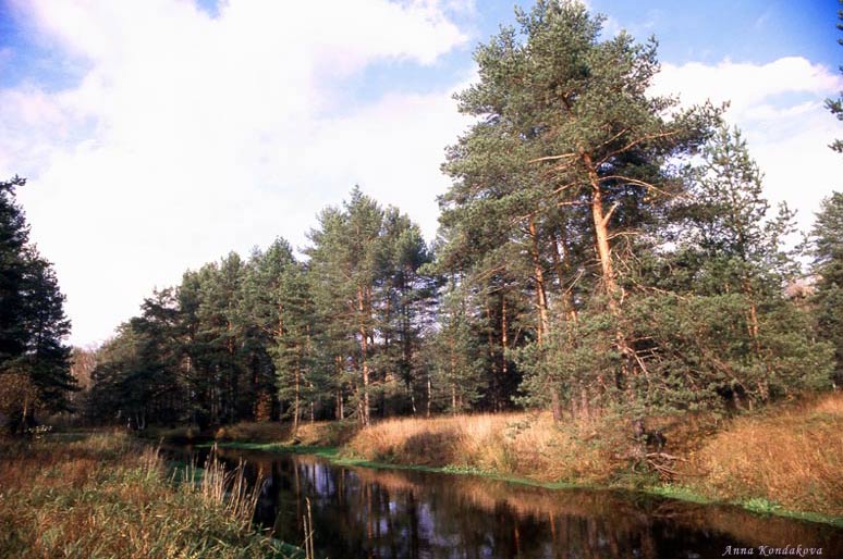 кленово-дубовый древостой широколиственного леса. это был обычный лес. лес настоящий. это был обычный лес. это был обычный лес.