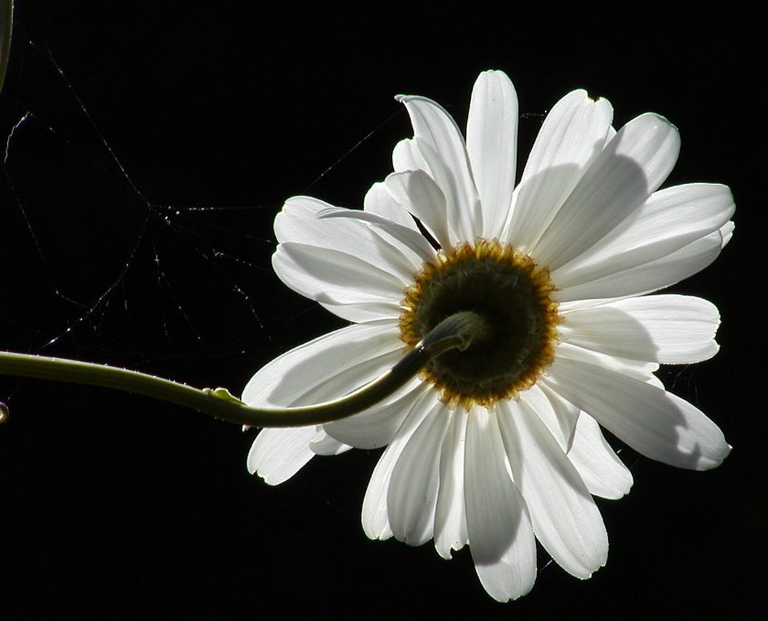 photo "Translucence" tags: nature, flowers