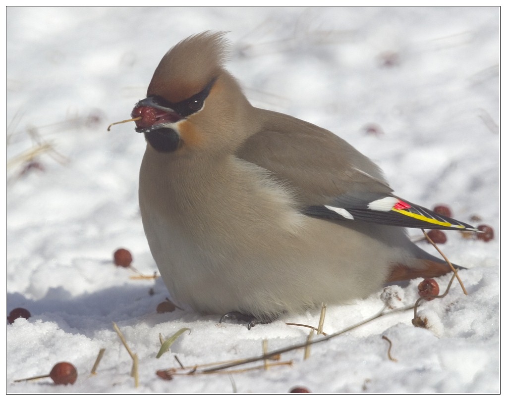 photo "Waxwing" tags: nature, wild animals