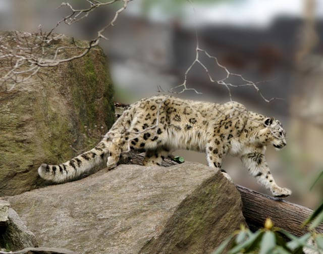 photo "Snow Leopard on the move" tags: nature, wild animals