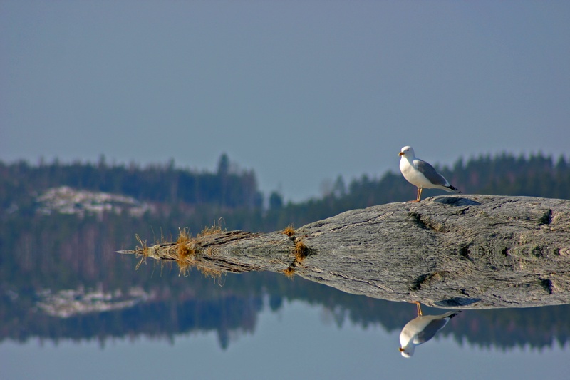 фото "Reflections..." метки: природа, дикие животные