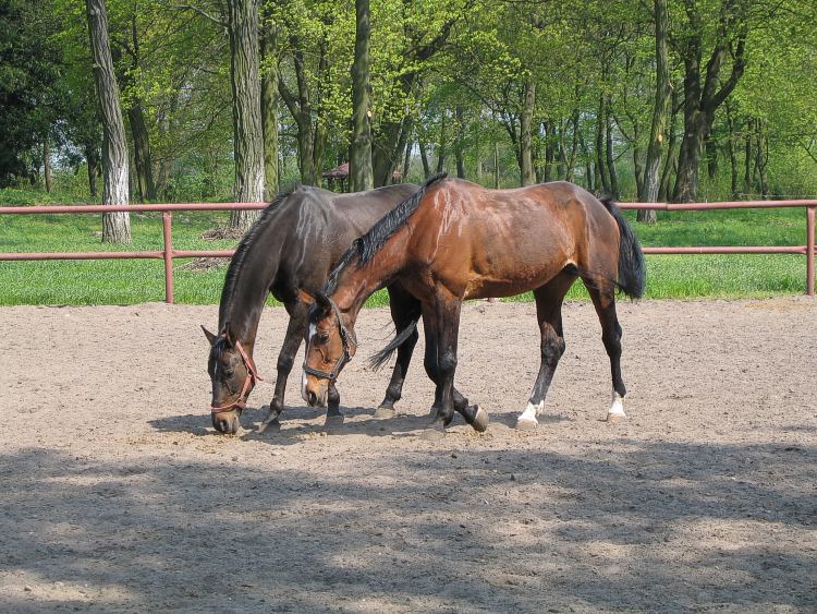 photo "horses" tags: nature, pets/farm animals