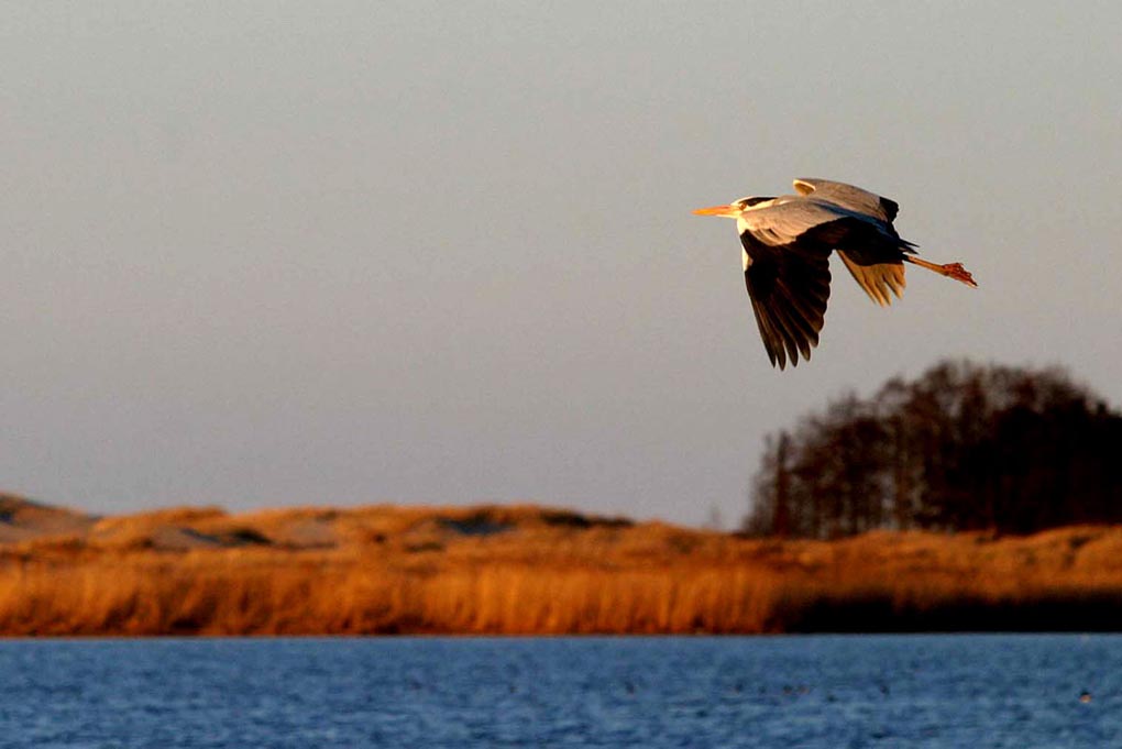 photo "bird" tags: nature, wild animals