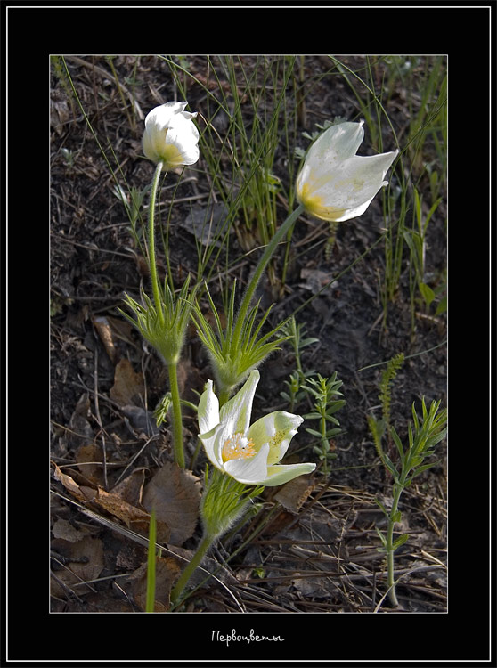 photo "First flowerses" tags: nature, landscape, flowers, spring