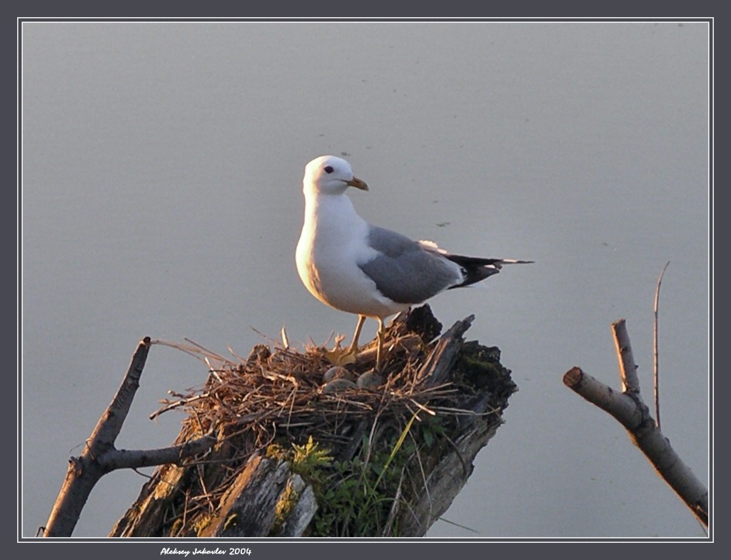 photo "On the lake near of Kolomna" tags: nature, wild animals