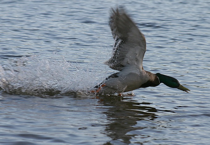 photo "Duck,again" tags: nature, wild animals