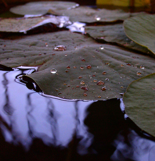 photo "lotus" tags: macro and close-up, nature, flowers