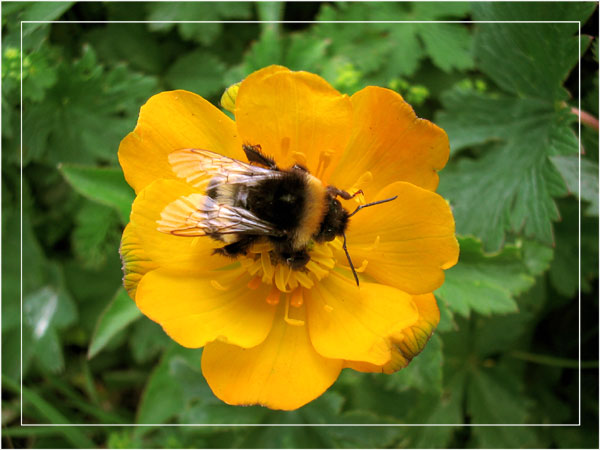 photo "Bee" tags: macro and close-up, 