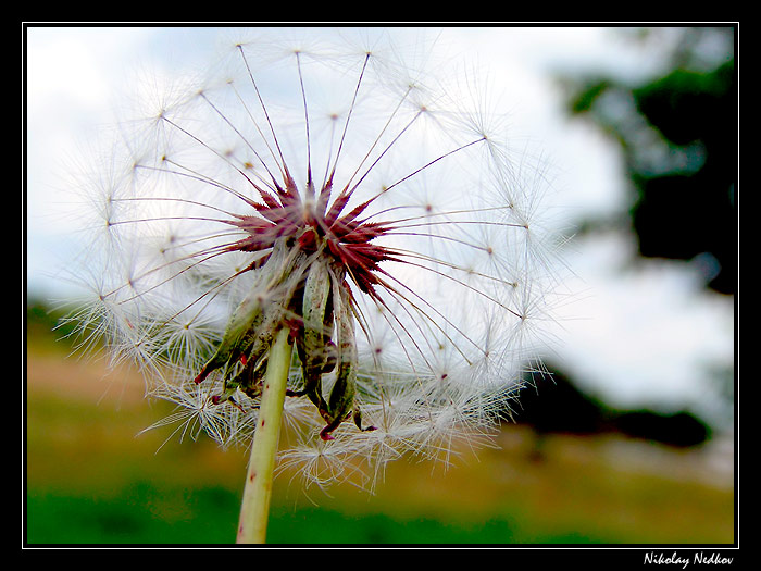 photo "..." tags: nature, flowers