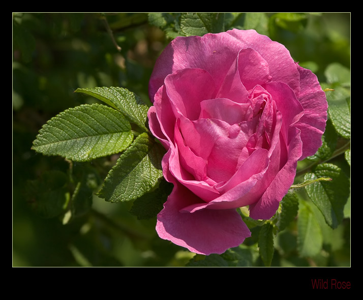 photo "Wild rose" tags: macro and close-up, nature, flowers