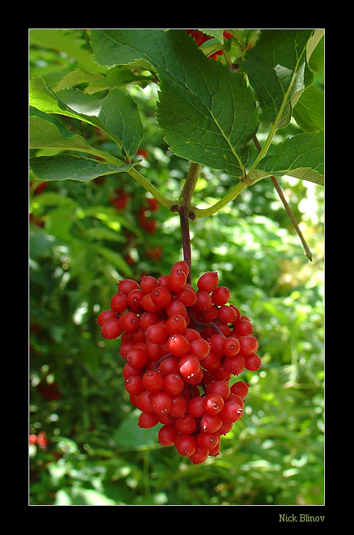 photo "Berries in garden" tags: nature, flowers