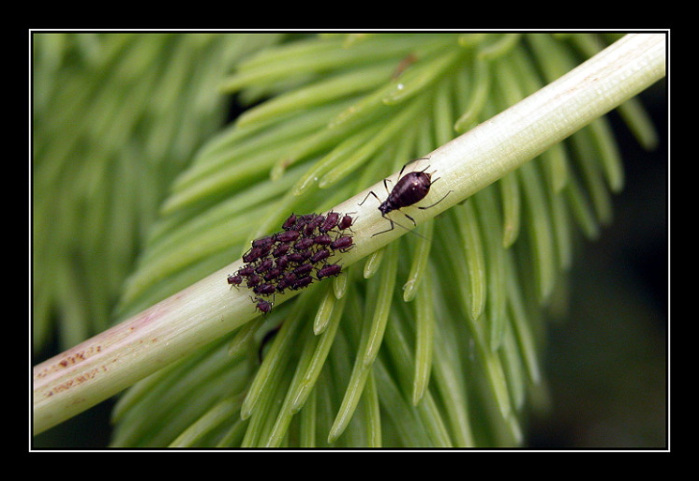 photo "Brood" tags: nature, macro and close-up, insect