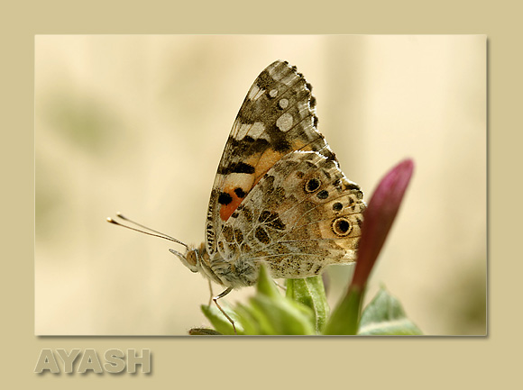 photo "*****" tags: nature, macro and close-up, insect