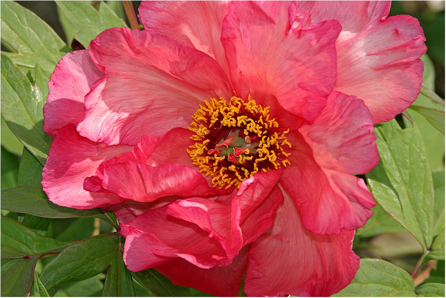 photo "peony" tags: nature, flowers