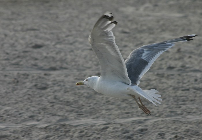photo "Flight over the beach" tags: nature, wild animals