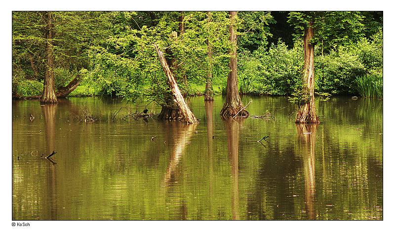 photo "Reflection" tags: landscape, forest, water