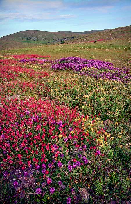 photo "flowers" tags: nature, landscape, flowers, mountains