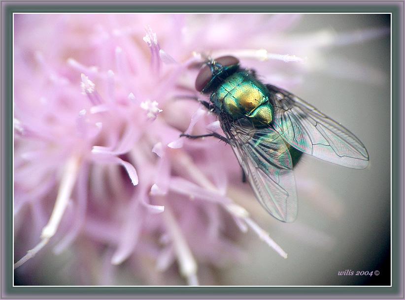 photo "***" tags: nature, macro and close-up, insect