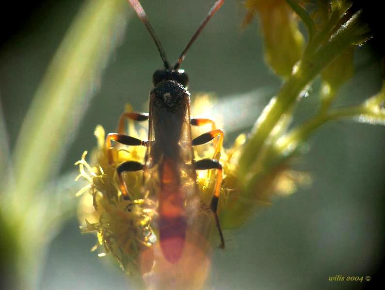 photo "****" tags: macro and close-up, nature, insect