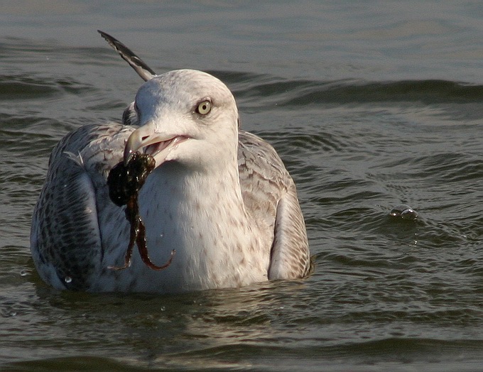 photo "Sea Gull - on the water" tags: nature, wild animals