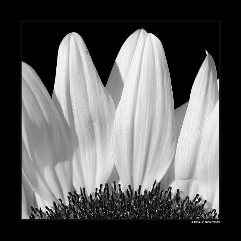 photo "White Crown" tags: macro and close-up, nature, flowers