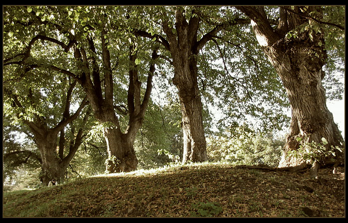 photo "treemen" tags: landscape, montage, forest