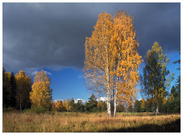 photo "****" tags: landscape, autumn, forest