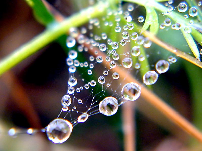 photo "Necklace of mister spider" tags: montage, macro and close-up, 