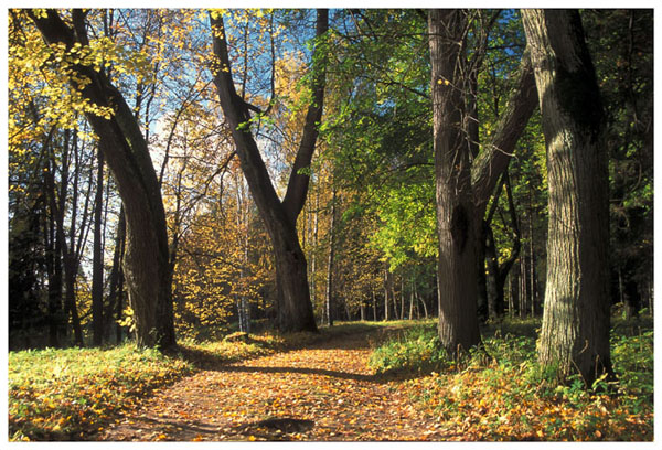 фото "****" метки: пейзаж, лес, осень
